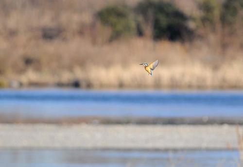 カワセミの写真　佐藤公泰さん撮影