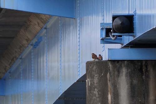 チョウゲンボウ（ペア）の写真　佐藤公泰さん撮影