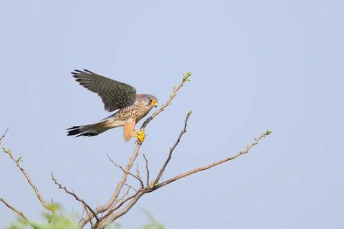 チョウゲンボウ（オス）の写真　佐藤公泰さん撮影