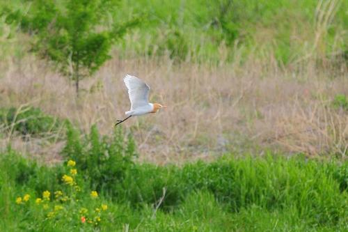 アマサギの写真　佐藤公泰さん撮影