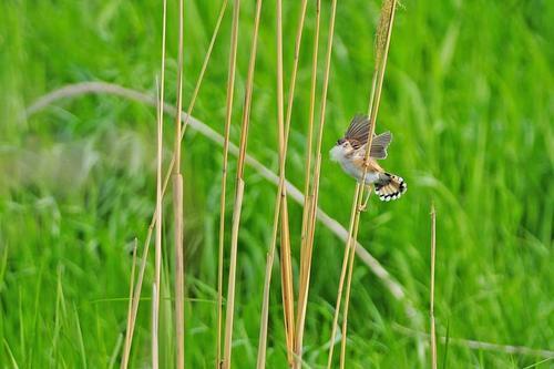 セッカの写真　佐藤公泰さん撮影
