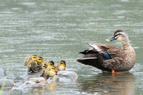 カルガモの写真1　和田在住の方撮影