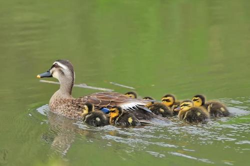 カルガモの写真2　和田在住の方撮影