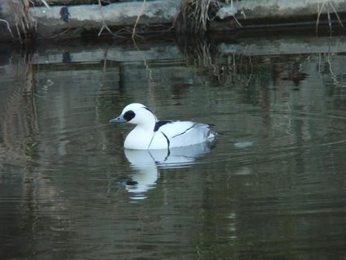 ミコアイサの写真　安部哲也さん撮影
