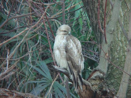ノスリの写真　安部哲也さん撮影