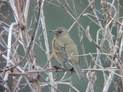 アカハラの写真　安部哲也さん撮影
