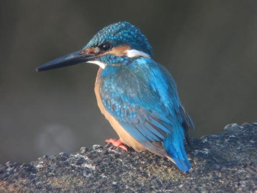 カワセミの写真　安部哲也さん撮影