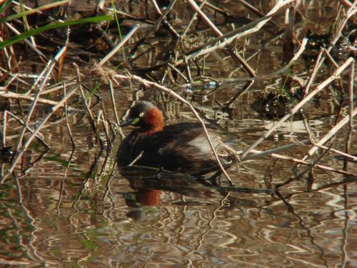 カイツブリの写真　安部哲也さん撮影