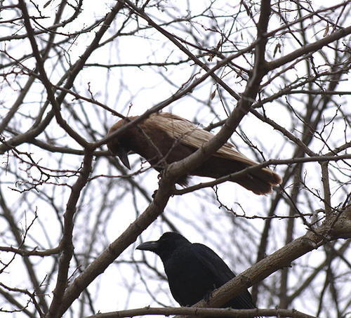 ハシボソガラスの写真　連光寺在住の方撮影