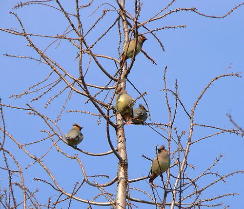 ヒレンジャクの写真　連光寺在住の方撮影