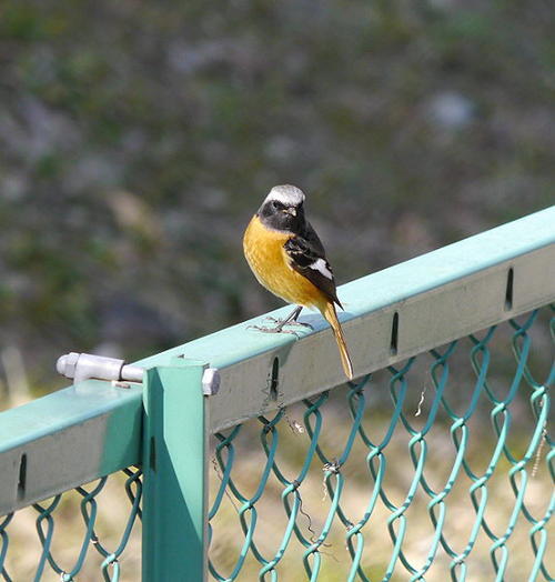 ジョウビタキ（オス）の写真　連光寺在住の方撮影