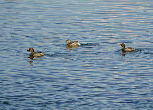 カイツブリの写真　連光寺在住の方撮影