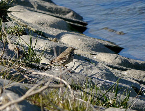 タヒバリの写真　連光寺在住の方撮影