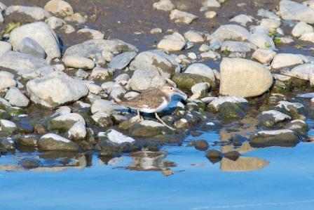 イソシギの写真　S.M.さん撮影