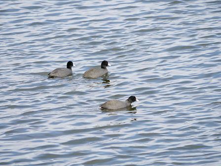 オオバンの写真　多摩市在住の方撮影