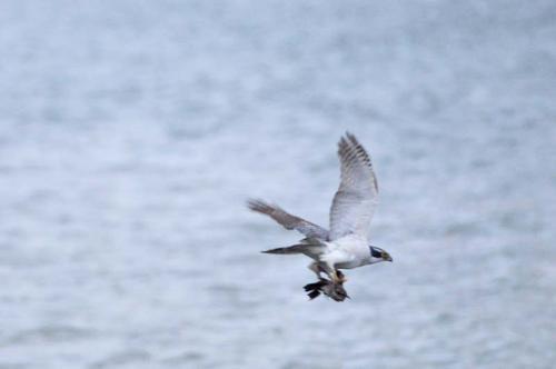 オオタカの写真　関戸在住の方撮影