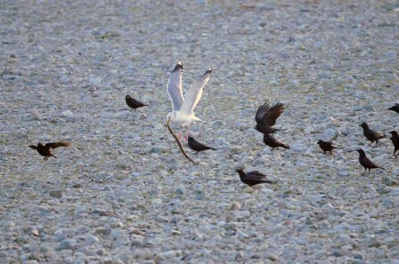 セグロカモメの写真　多摩市在住の方撮影