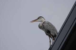 写真：アオサギ3