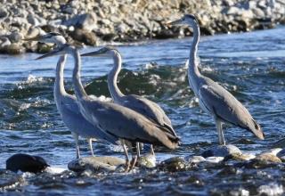 写真：アオサギ4