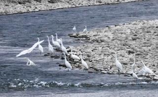 写真：ダイサギ5