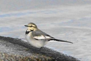 写真：ハクセキレイ