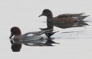 写真：ヒドリガモ2