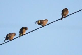 写真：カワラヒワ2