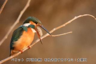 写真：カワセミ2