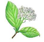 ゴマギのイラスト