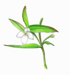 クチナシグサのイラスト