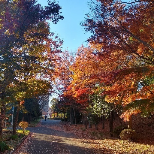 写真:「くらし・あそび・えがお@多摩ニュータウン」フォトコンテスト入選作品 深まる