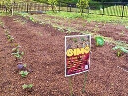 コミュニティファームのサトイモ畑、サツマイモ畑の写真の写真