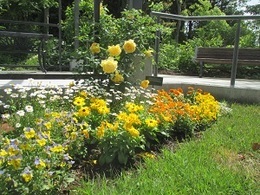 ガーデンのバラや草花の写真