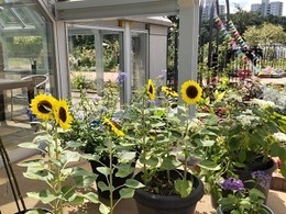 ピラミッドギャラリー前に咲くひまわりの写真