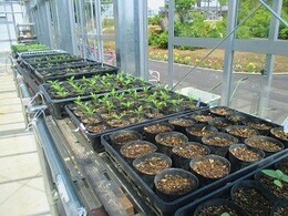 ガラス温室で育てている苗の写真