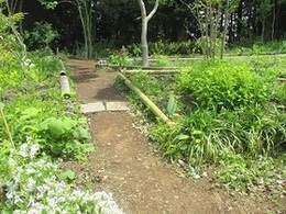 山野草エリアの写真