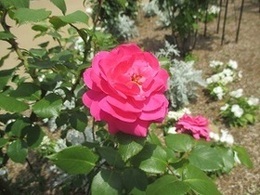 ガーデンに咲くバラの写真