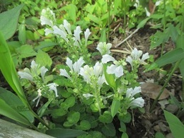 山野草エリアで咲くコバノタツナミの写真