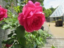 グリーンライブセンターのバラの写真