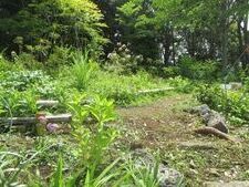 グリーンライブセンターの山野草エリアの写真