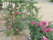 グリーンライブセンターのバラの花壇の写真