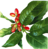 アオキの植物画