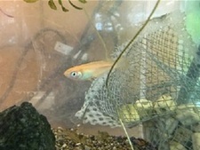 水槽の中を泳ぐメダカの写真