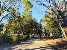 多摩中央公園の園路と樹木の写真