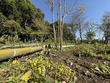 グリーンライブセンターの山野草エリアの写真