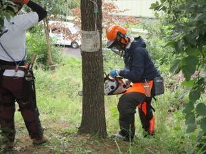 チェーンソーで木を伐る受講生の写真