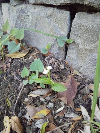 写真：ギンラン1