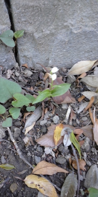 写真：ギンラン3