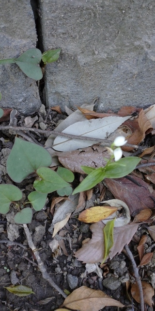 写真：ギンラン4