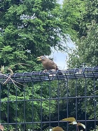 写真：ガビチョウ